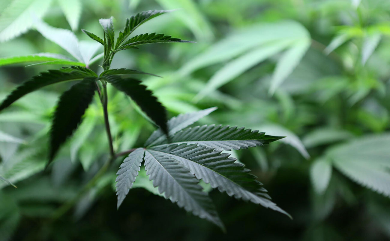 Closeup of cannabis leaf