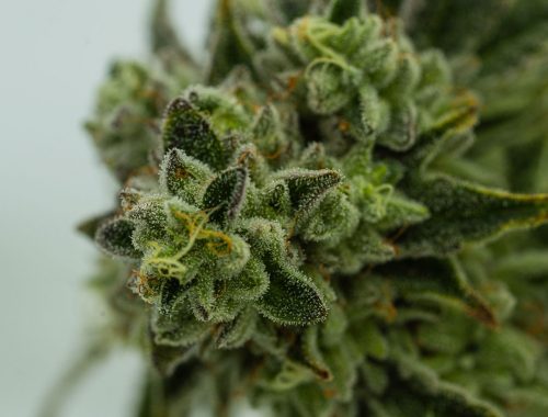 Closeup of cannabis plant